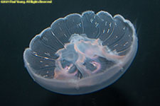 moon jelly